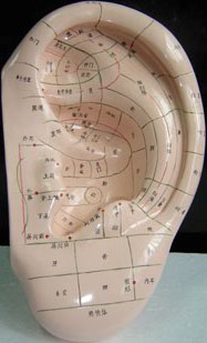 针灸模型|人体针灸模型（耳针穴模型.耳针穴位模型40CM）