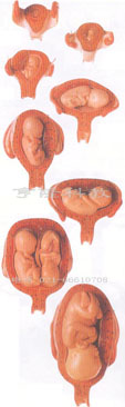 妊娠胚胎发育过程模型｜胎儿妊娠发育过程模型