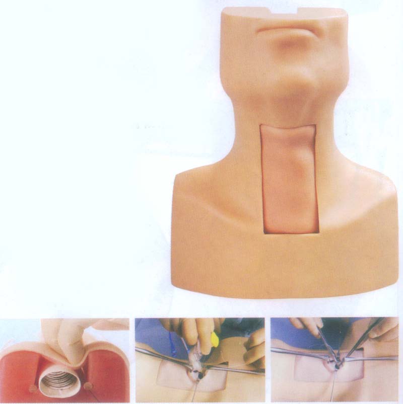 高级气管切开插管训练模型|气管切开插管训练模型