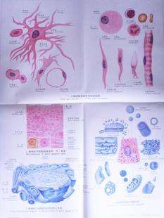 医学彩色教学挂图|人体教学挂|组织胚胎学彩色挂图
