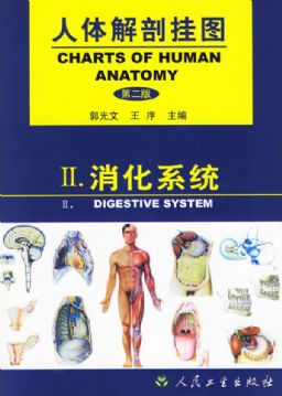 人体解剖挂图|医学彩色教学挂图|人体解剖挂图(消化系统)