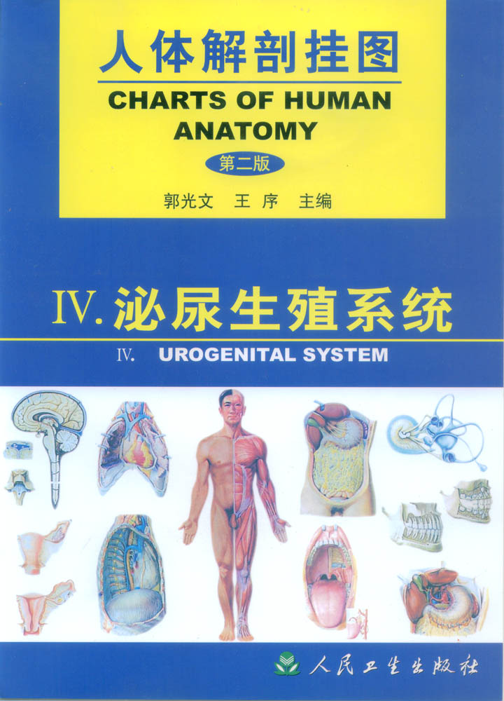 医学教学挂图|人体解剖彩色挂图|人体解剖挂图(泌尿生殖系统)