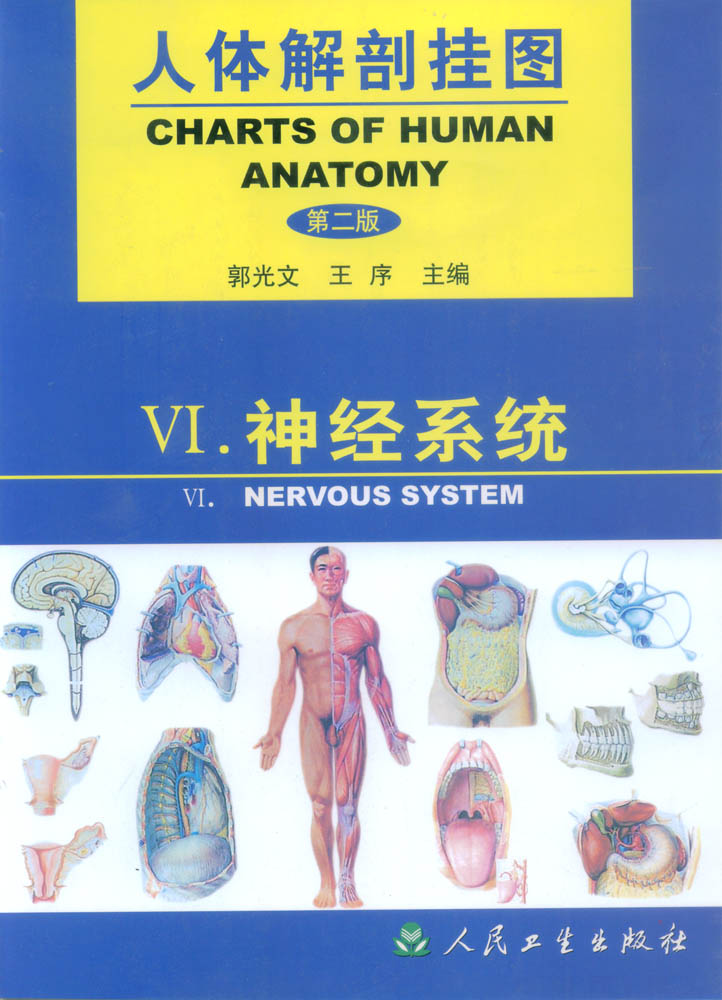 人体解剖彩色挂图|人体解剖教学挂图(神经系统)
