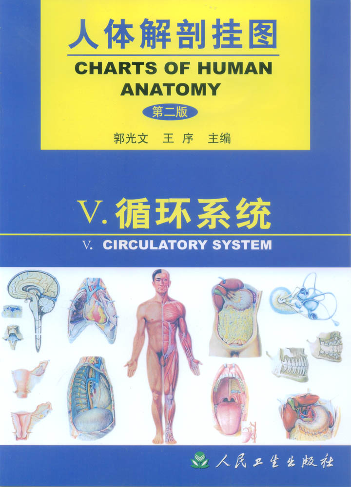 人体解剖挂图|医学教学挂图|人体解剖彩色挂图(循环系统)