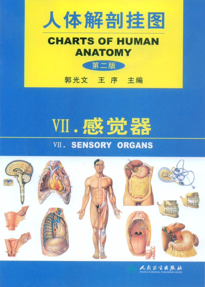 医学挂图|人体解剖彩色挂图|人体解剖挂图(感觉系统)