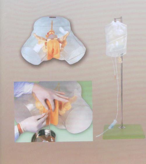 透明女性导尿模型