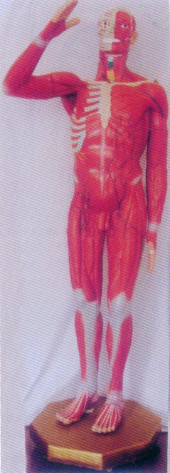 自然人体全身肌肉模型