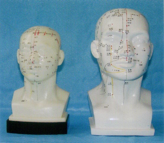 人体头部针灸穴位模型