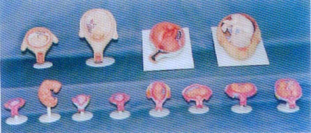 人体任娠过程模型（12件/套）