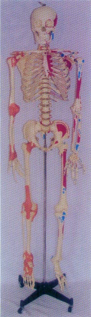 168CM人体骨骼右关节韧带左肌肉着色并编码模型