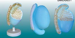 睾丸放大解剖模型