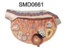 卵巢解剖放大模型