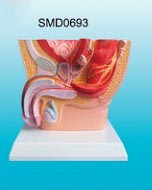 男性盆腔解剖模型