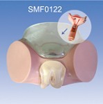 避孕药具操作实习教学模型