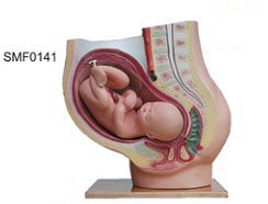 足月胎儿方位模型