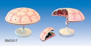 胎盘、脐带模型