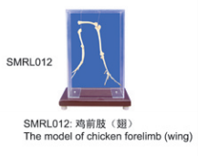 动物解剖模型|鸡前肢（翅）|鸡前肢|鸡前肢（翅）标本