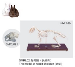 动物解剖模型|兔骨骼模型|兔骨骼|兔骨骼标本