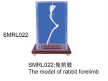 动物解剖模型|兔前肢|兔前肢模型|兔前肢标本
