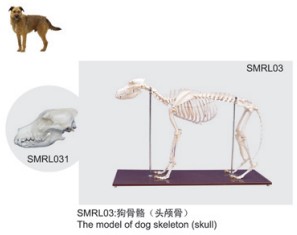 狗骨骼模型（头颅骨）|狗骨骼（头颅骨）|狗骨骼标本（头颅骨）