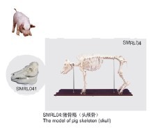 动物解剖模型|猪骨骼模型|猪骨骼|猪骨骼标本