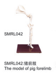 动物解剖模型|猪前肢模型|猪前肢|猪前肢标本