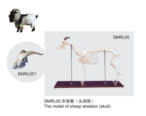 动物解剖模型|羊头颅骨模型|羊头颅骨|羊头颅骨骼标本