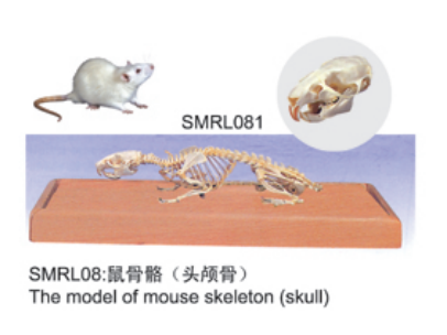 动物解剖模型|老鼠骨骼模型|老鼠骨骼|老鼠骨骼标本