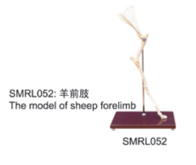 动物解剖模型|羊前肢模型|羊前肢|羊前肢骼标本
