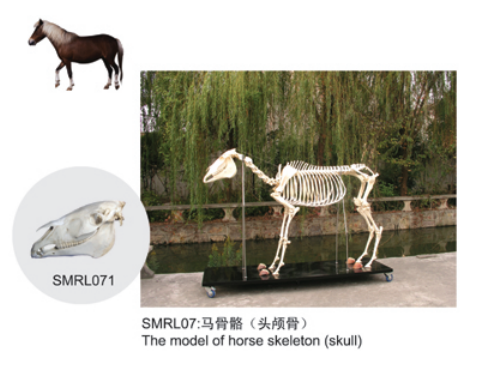 动物解剖模型|马骨骼模型|马骨骼|马骨骼标本