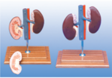 动物解剖模型|猪肾解剖模型|猪肾解剖