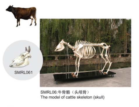 动物解剖模型|牛骨骼模型|牛骨骼|牛骨骼标本