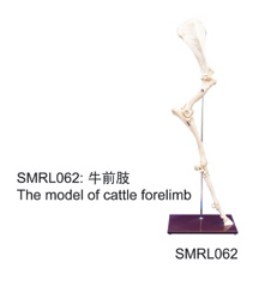 动物解剖模型|牛前肢模型|牛前肢|牛前肢标本