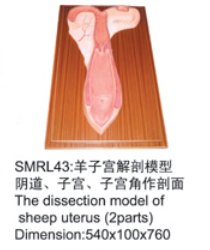 动物解剖模型|羊子宫解剖模型|羊子宫解剖