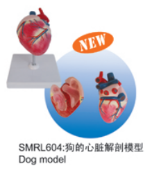 动物解剖模型|狗心脏解剖模型|狗心脏解剖