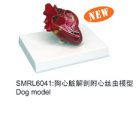 动物解剖模型|狗心脏解剖附心丝虫模型|狗心脏解剖附心丝虫