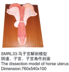 动物解剖模型|马子宫解剖模型|马子宫解剖