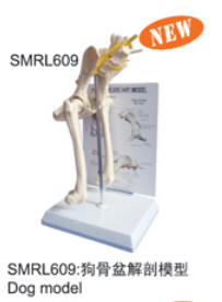动物解剖模型|狗骨盆解剖模型|狗骨盆解剖