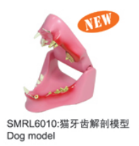 动物解剖模型猫牙齿解剖模型|猫牙齿解剖