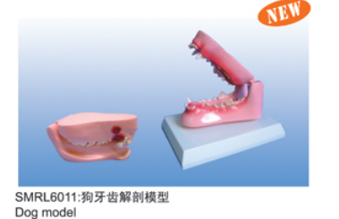 动物解剖模型|狗牙齿解剖模型|狗牙齿解剖