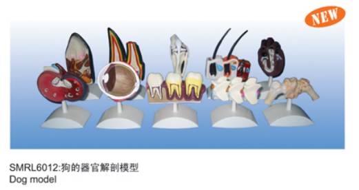 动物解剖模型|狗的器官解剖模型|狗的器官解剖