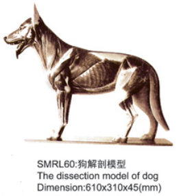 动物解剖模型|狗解剖模型|狗解剖