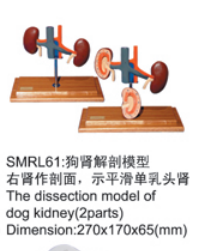 动物解剖模型|狗肾解剖模型|狗肾解剖
