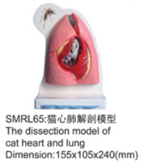 动物解剖模型|猫心肺解剖模型|猫心肺解剖