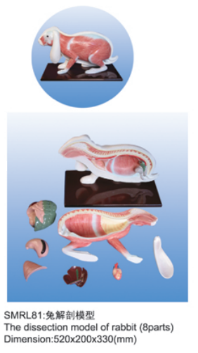 动物解剖模型|兔解剖模型|兔解剖