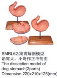动物解剖模型|狗胃解剖模型|狗胃解剖