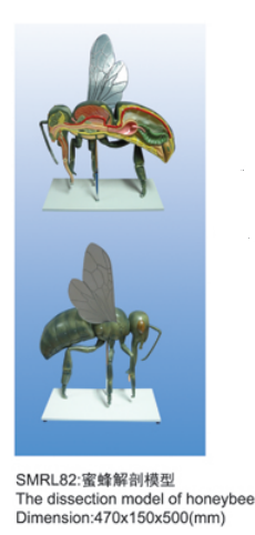 动物解剖模型|蜜蜂解剖模型|蜜蜂解剖