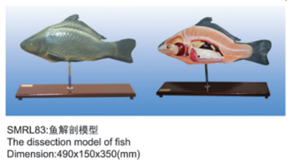 动物解剖模型|鱼解剖模型|鱼解剖