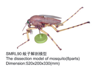 动物解剖模型|蚊子解剖模型|蚊子解剖
