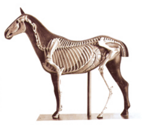 动物解剖模型|马解剖模型|马解剖